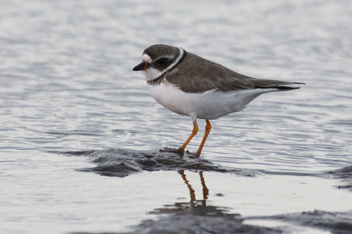 Semipalmated Plover - ML258110561