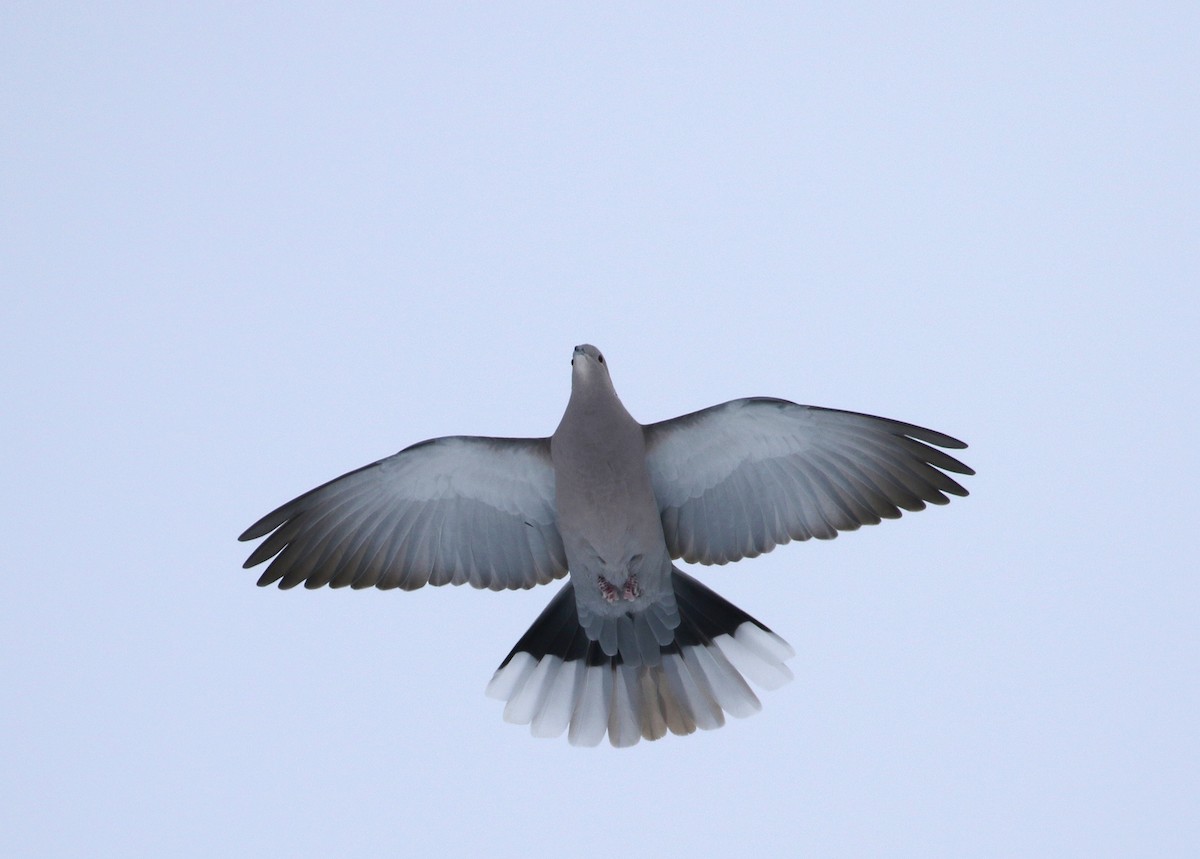 Eurasian Collared-Dove - ML25811191