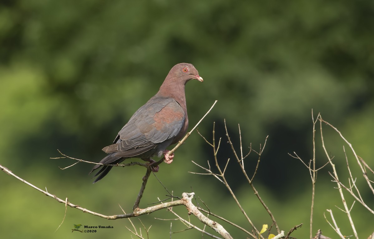 Red-billed Pigeon - Marco Umana