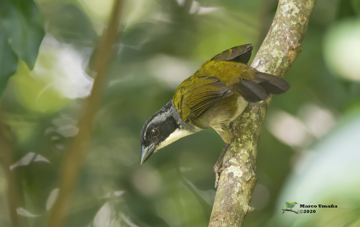Costa Rican Brushfinch - Marco Umana