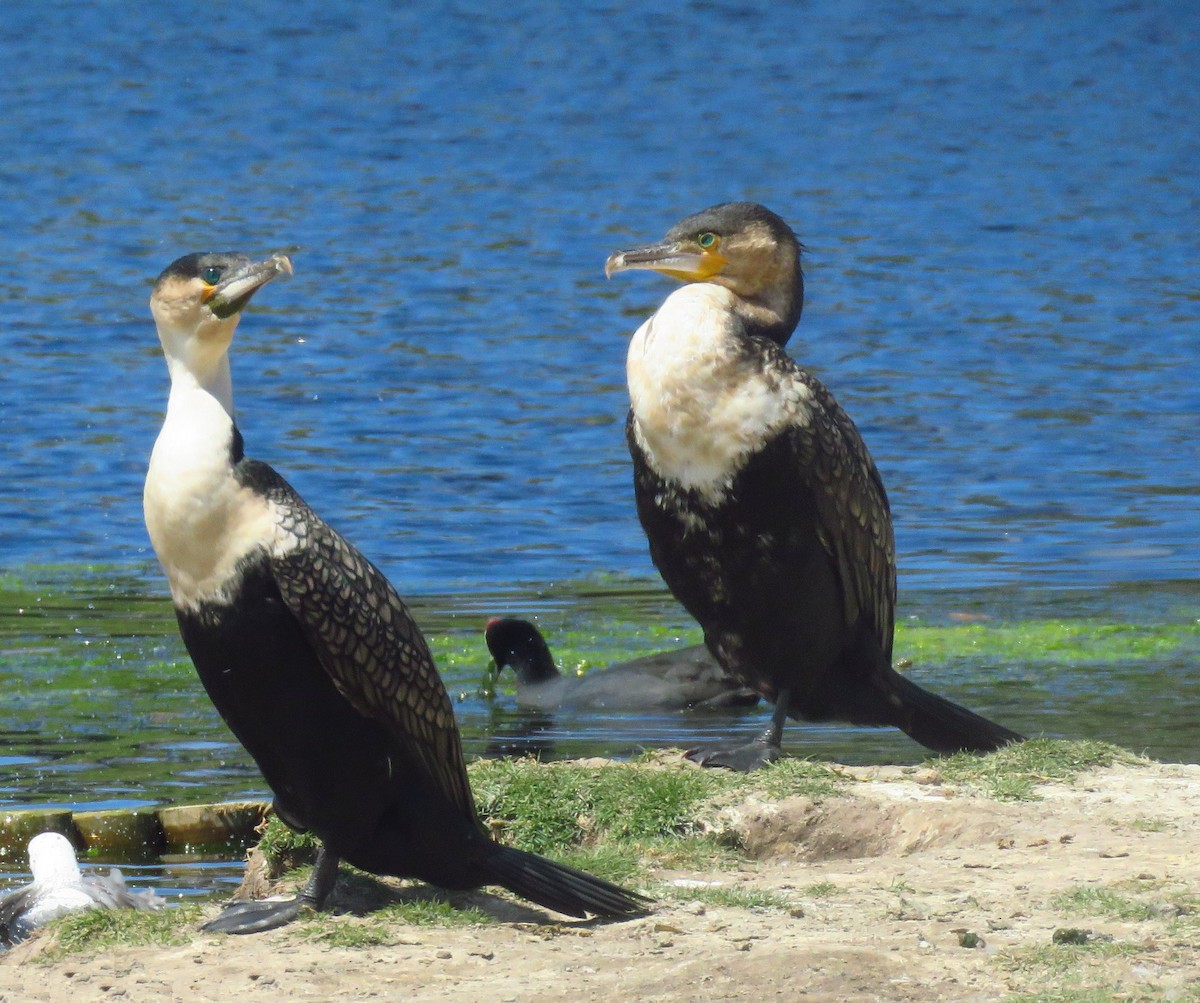 Great Cormorant (White-breasted) - ML258121621