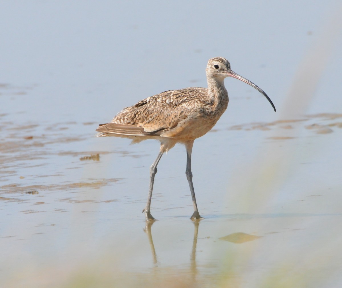 Long-billed Curlew - ML258127121