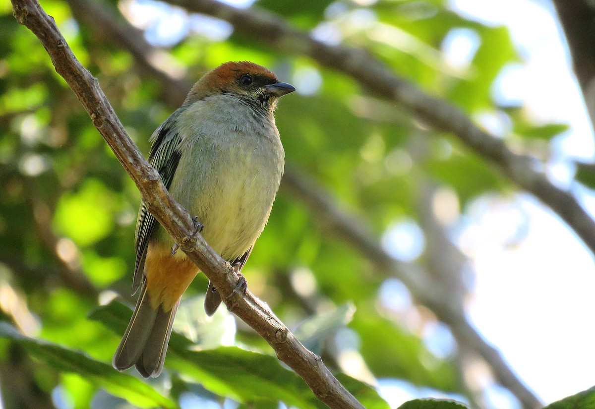 Chestnut-backed Tanager - Adrian Antunez
