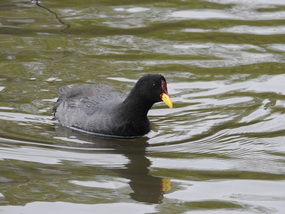 Red-fronted Coot - Natalia Villar