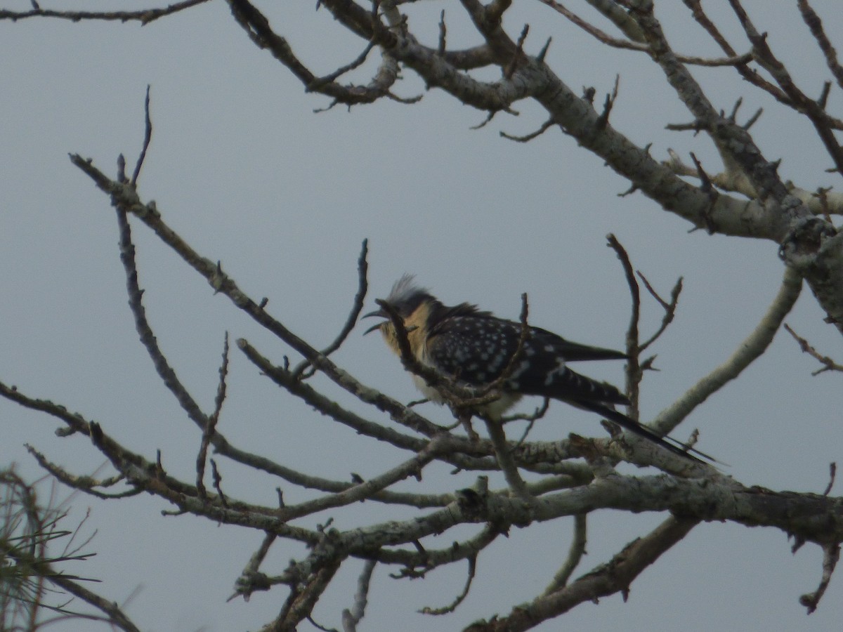 Great Spotted Cuckoo - ML25813931