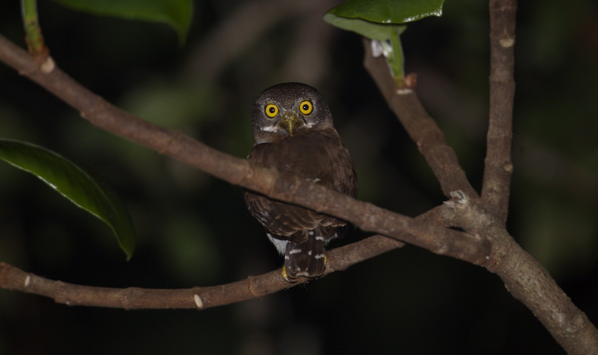Amazonian Pygmy-Owl - ML258140581