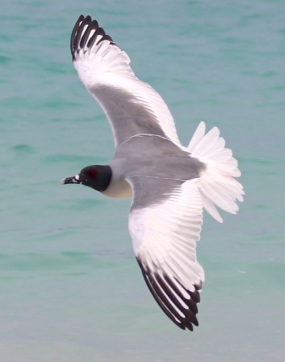 Swallow-tailed Gull - ML25814311
