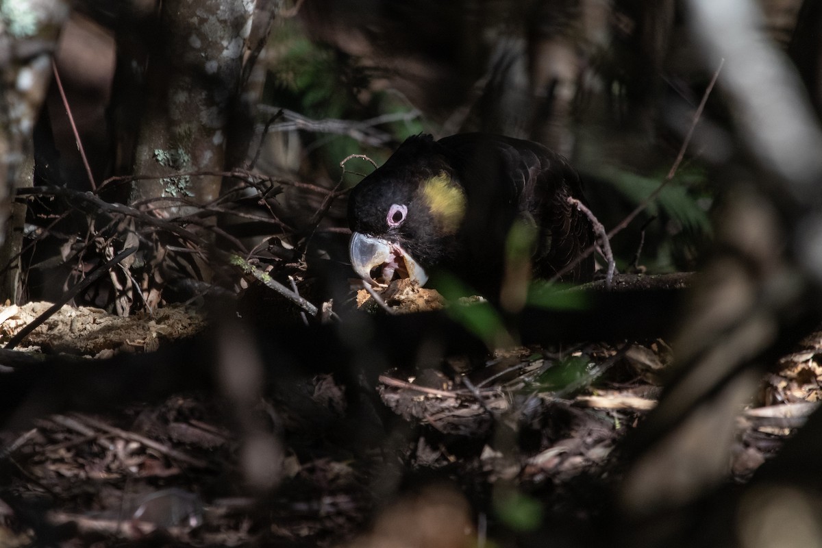Yellow-tailed Black-Cockatoo - ML258148391