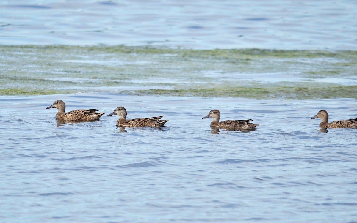 Blue-winged Teal - ML258149661