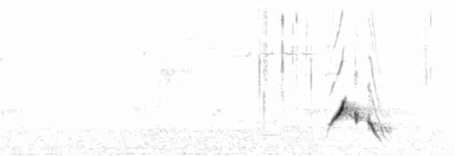 Streifenpanthervogel - ML258151821