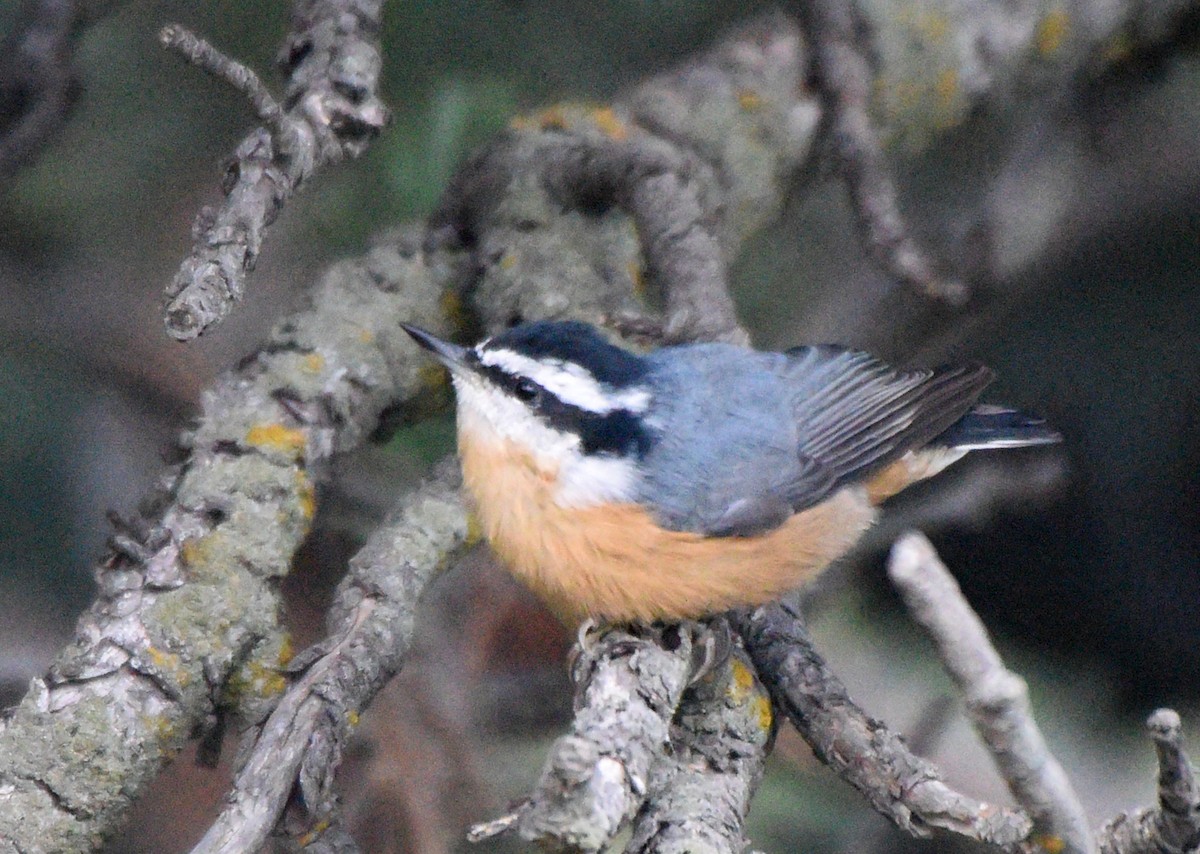 Red-breasted Nuthatch - ML258158941