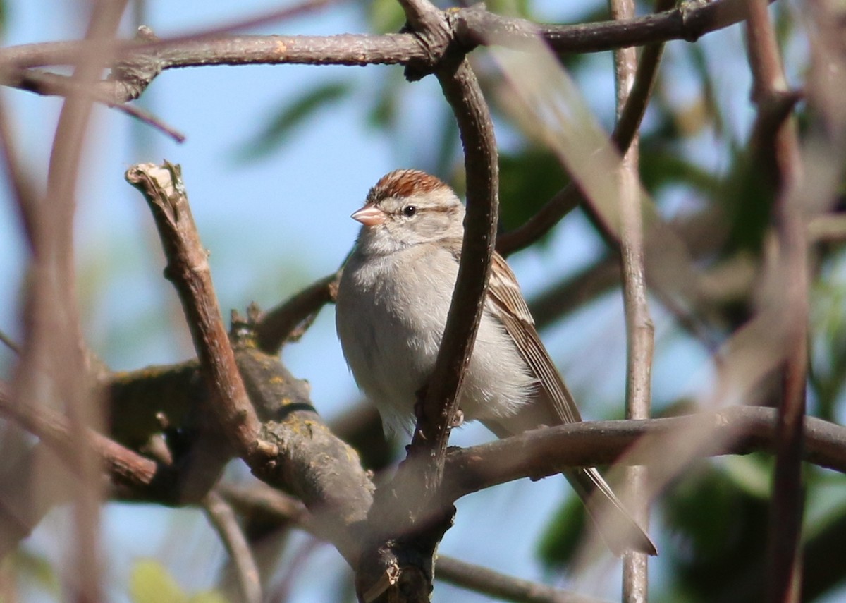 Chipping Sparrow - ML25816081