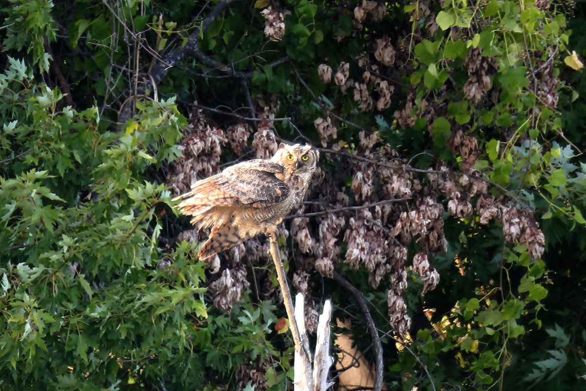 Great Horned Owl - ML258161301