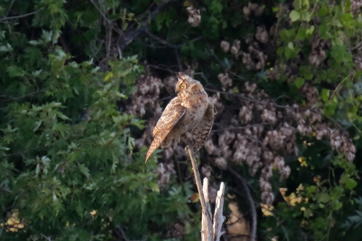 Great Horned Owl - ML258161311