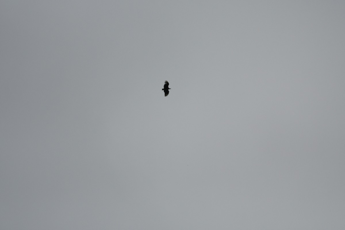 Black Vulture - ML258163671