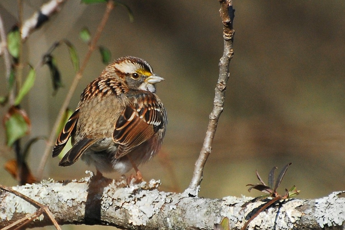White-throated Sparrow - David Hollie