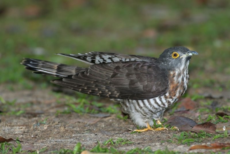 Large Hawk-Cuckoo - Peter Ericsson