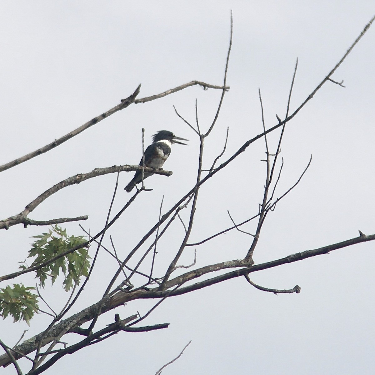 Belted Kingfisher - ML258166701