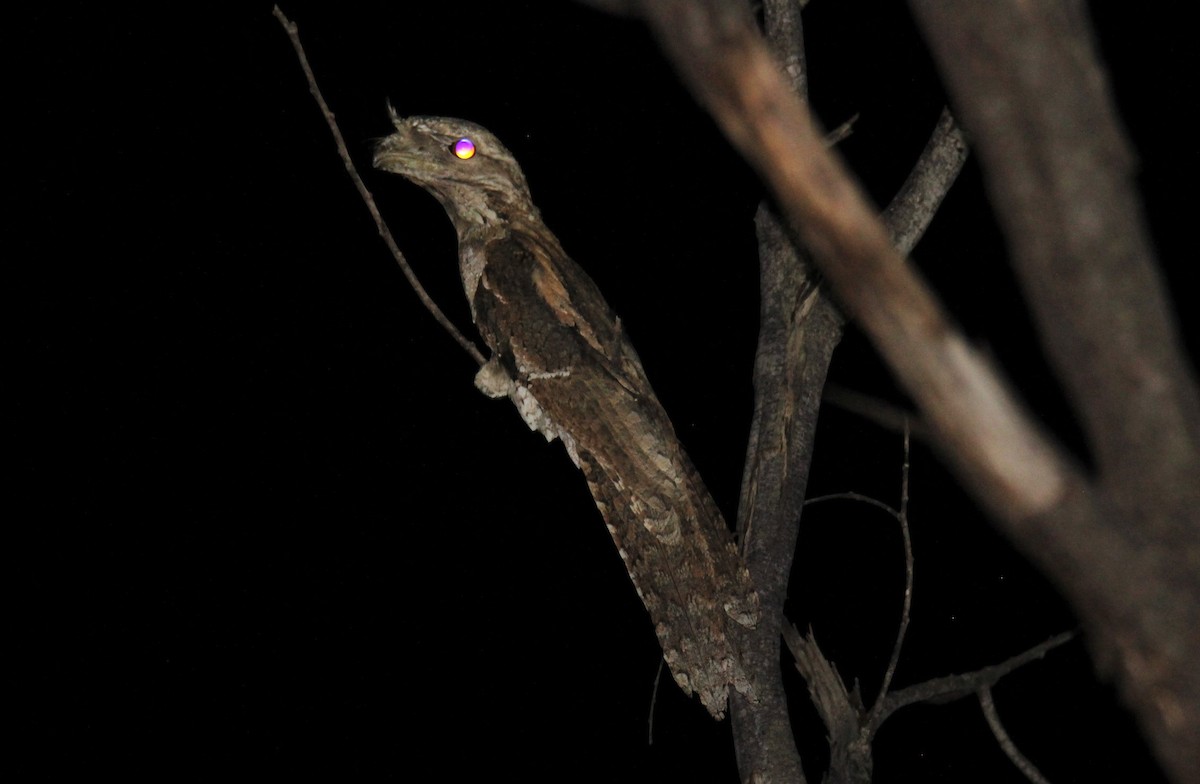 Papuan Frogmouth - ML258172521