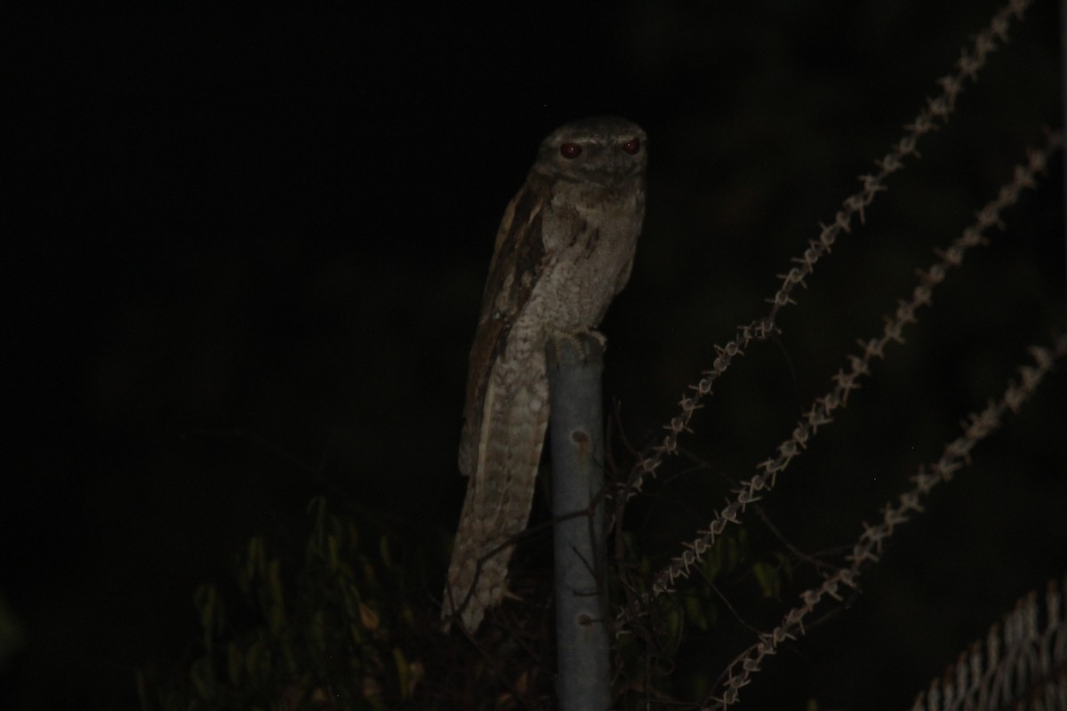 Papuan Frogmouth - ML258172531