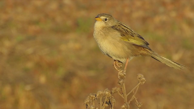 Wedge-tailed Grass-Finch - ML258174991