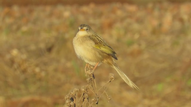 Wedge-tailed Grass-Finch - ML258175011