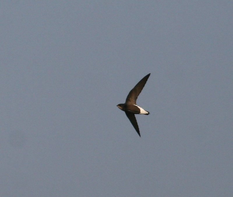 Silver-backed Needletail - Peter Ericsson