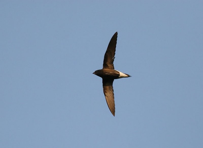 Brown-backed Needletail - ML258175661