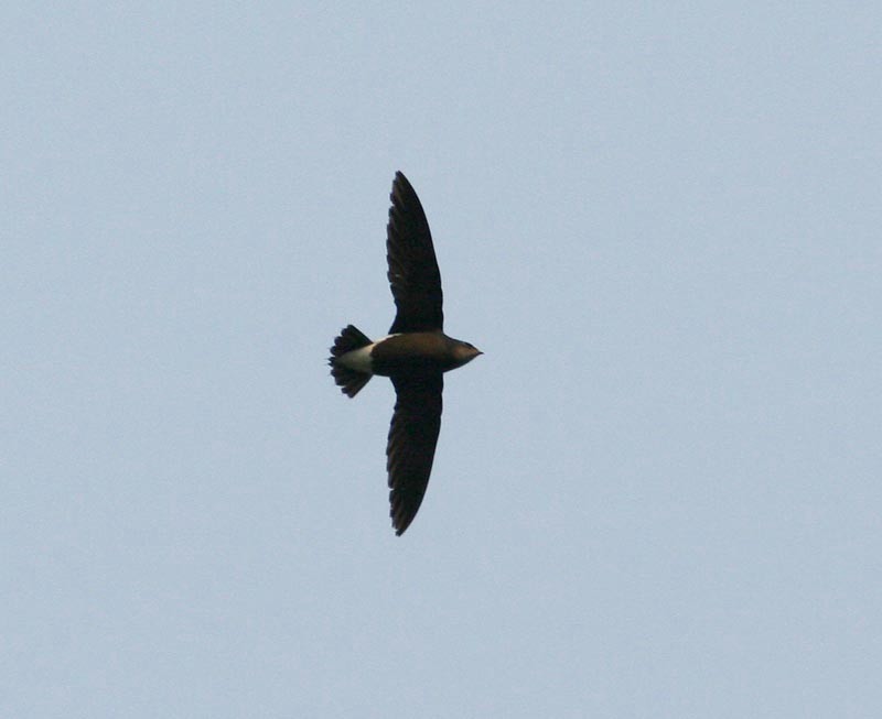 Brown-backed Needletail - ML258175671