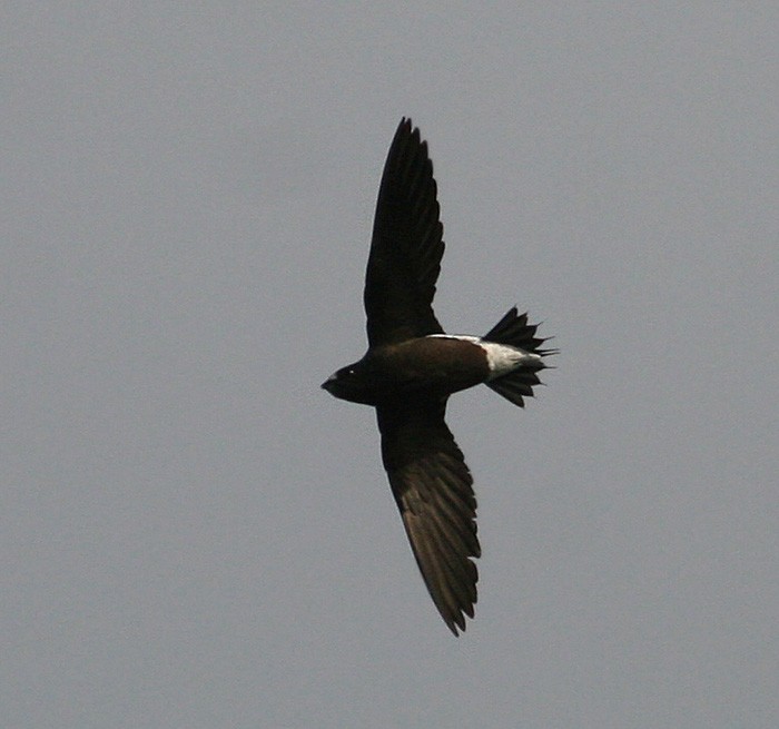 Brown-backed Needletail - ML258175681