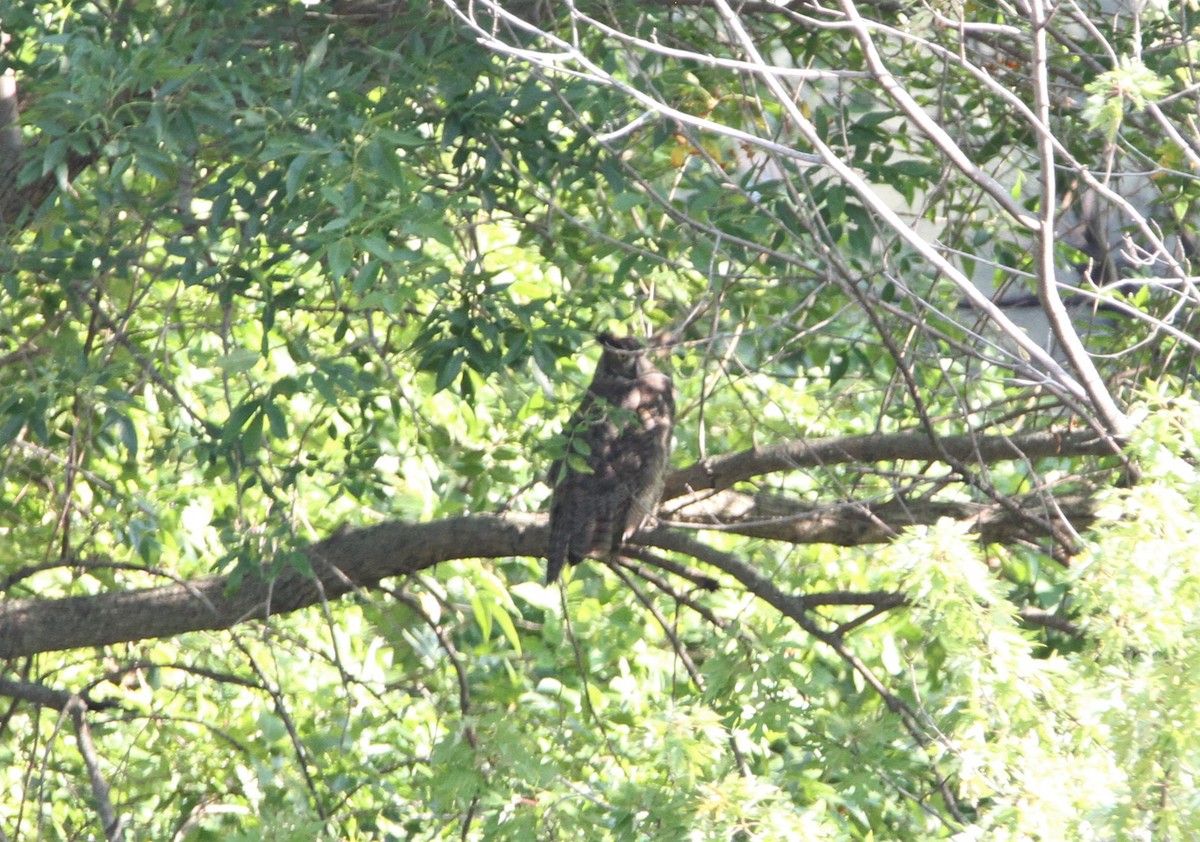 Great Horned Owl - ML258178651