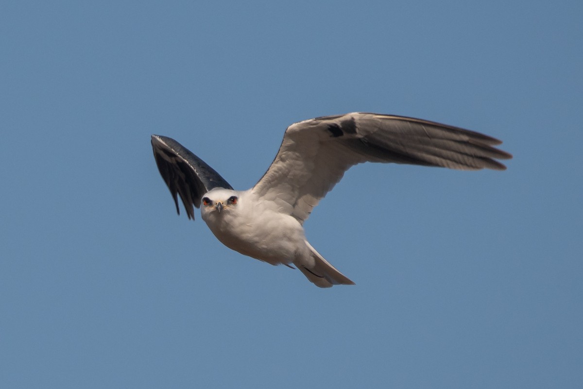 White-tailed Kite - ML258182351