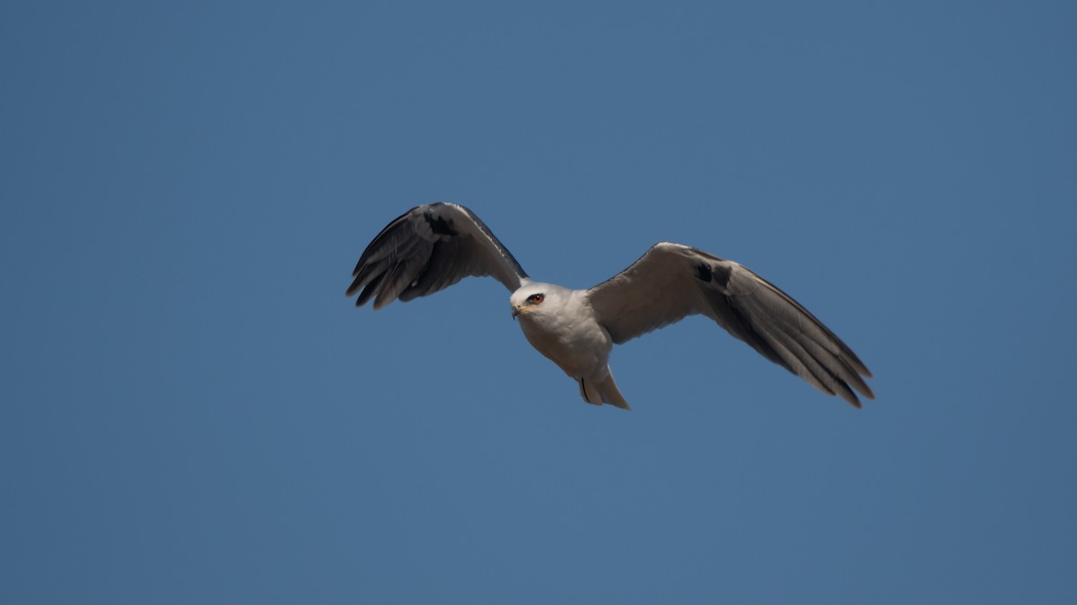 White-tailed Kite - Pablo Re