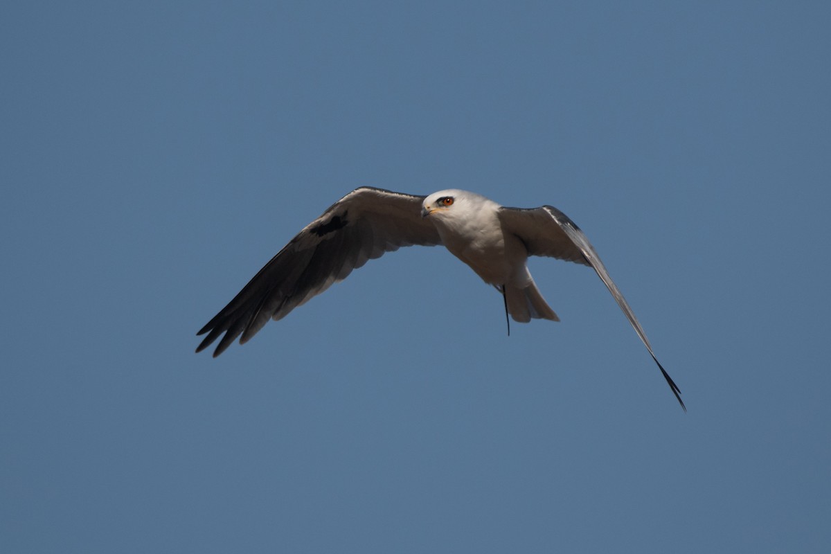 White-tailed Kite - ML258182421