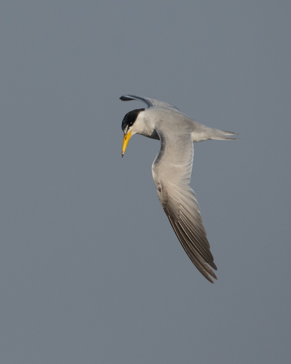 Yellow-billed Tern - ML258182551