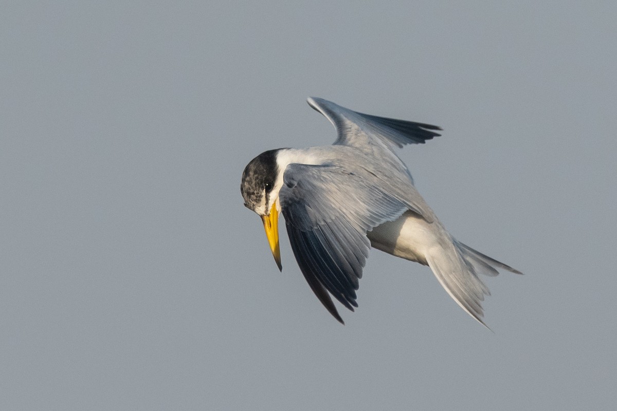 Yellow-billed Tern - ML258182581