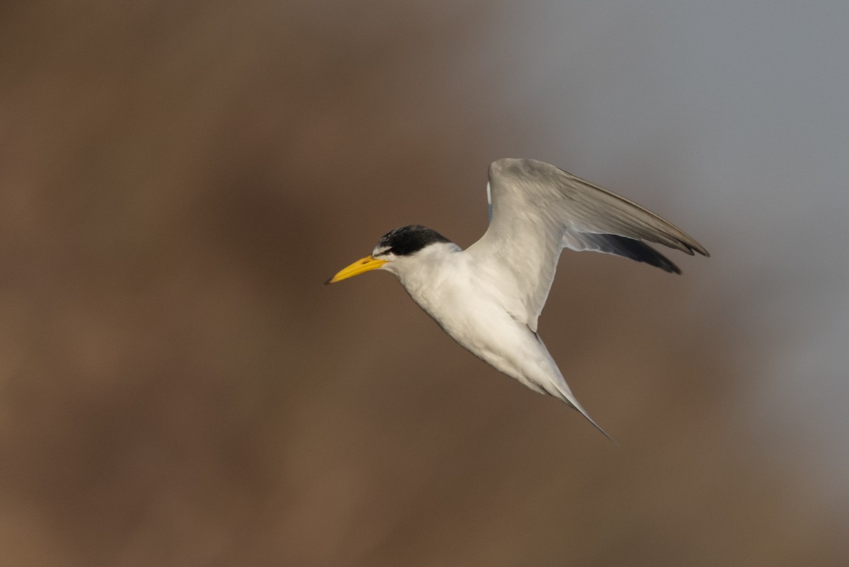 Yellow-billed Tern - ML258182601