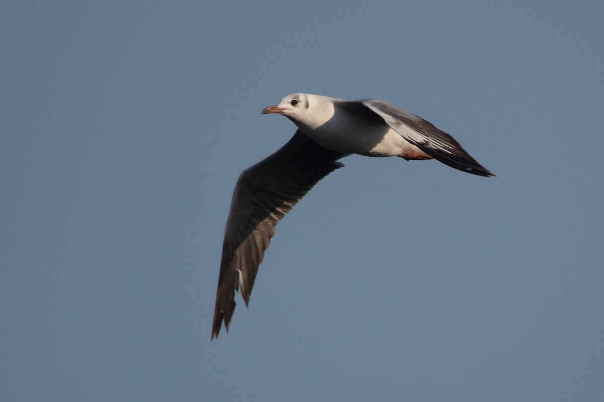 Brown-hooded Gull - Pablo Re