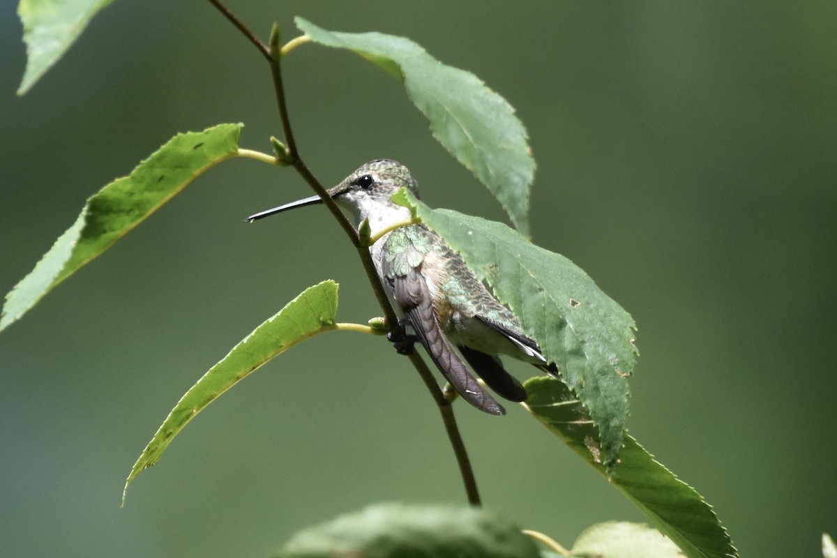 Ruby-throated Hummingbird - ML258184091