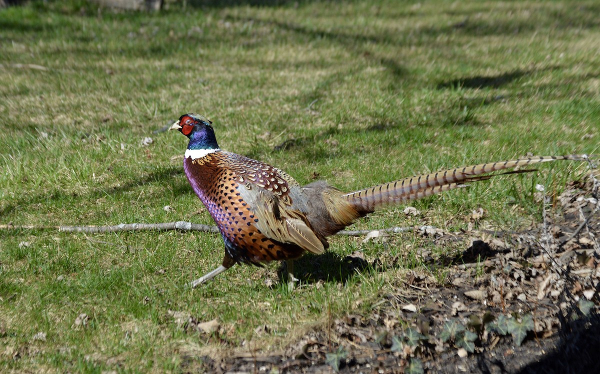 Ring-necked Pheasant - Amy Downing