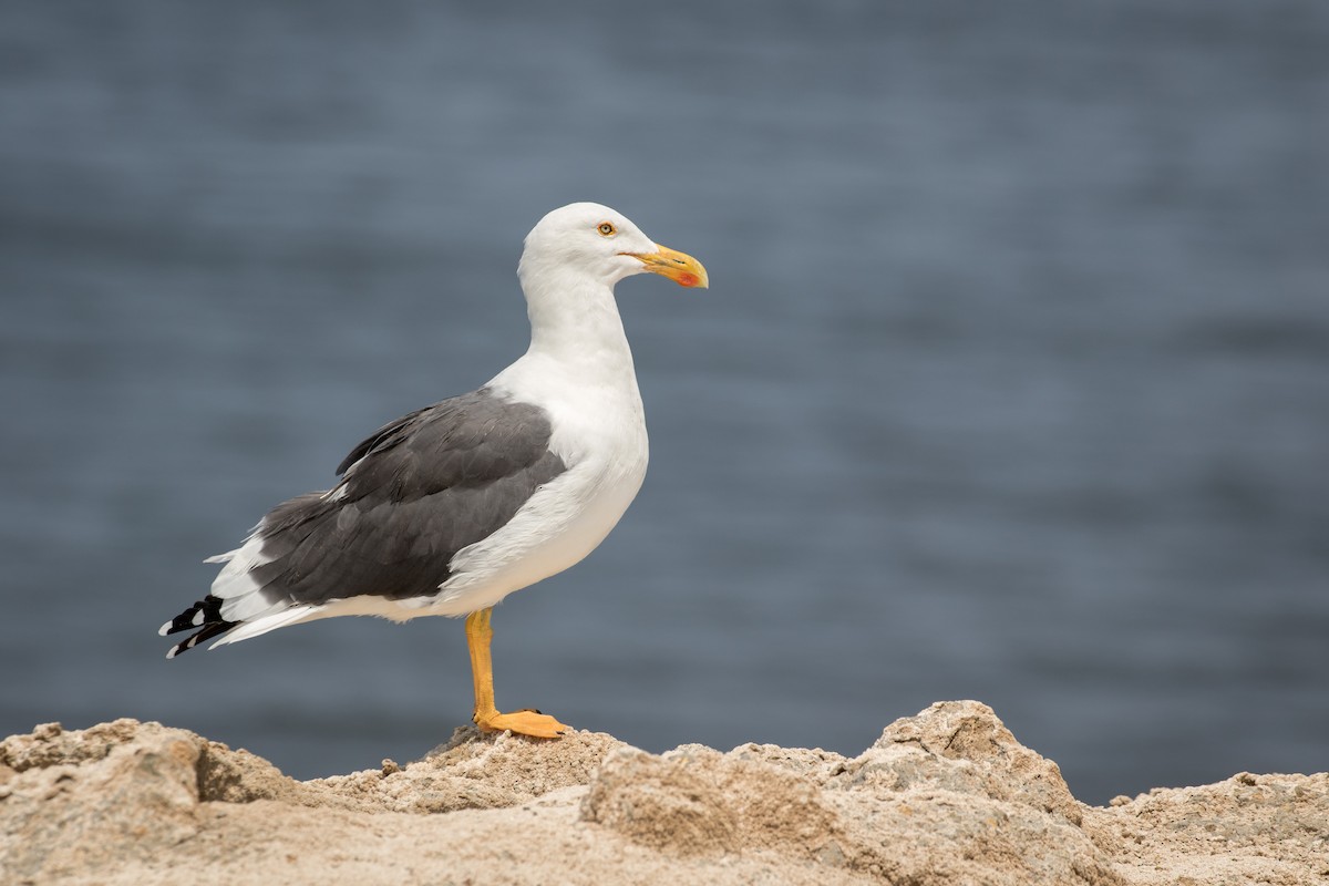 Yellow-footed Gull - Tanner Martin