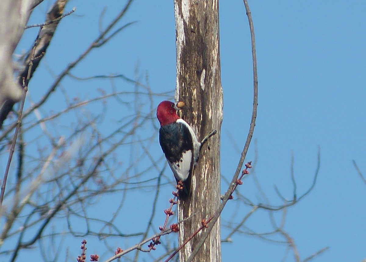Red-headed Woodpecker - ML25818981