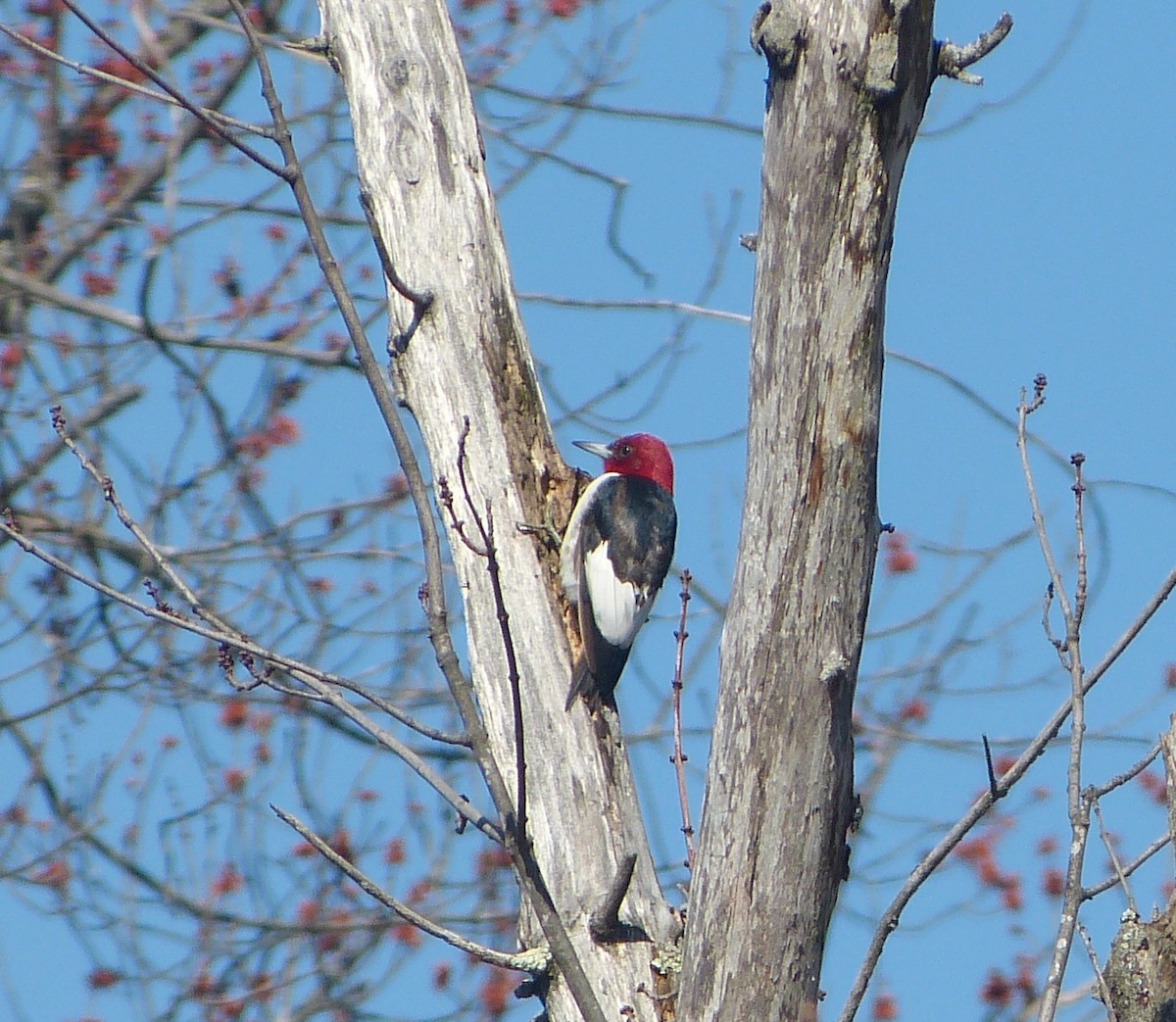 Red-headed Woodpecker - ML25818991