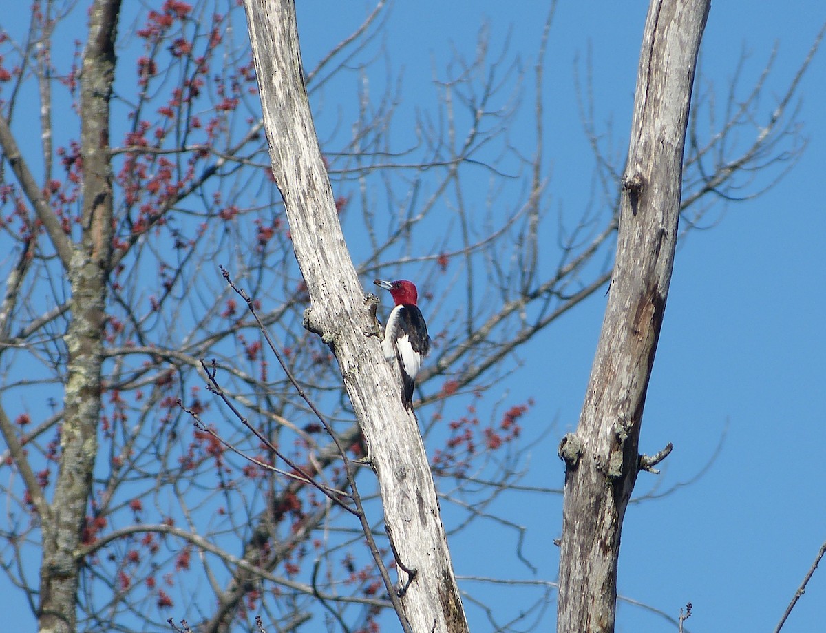 Red-headed Woodpecker - Robert Mayer