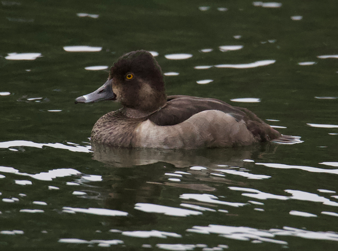 Ring-necked Duck - ML258190621
