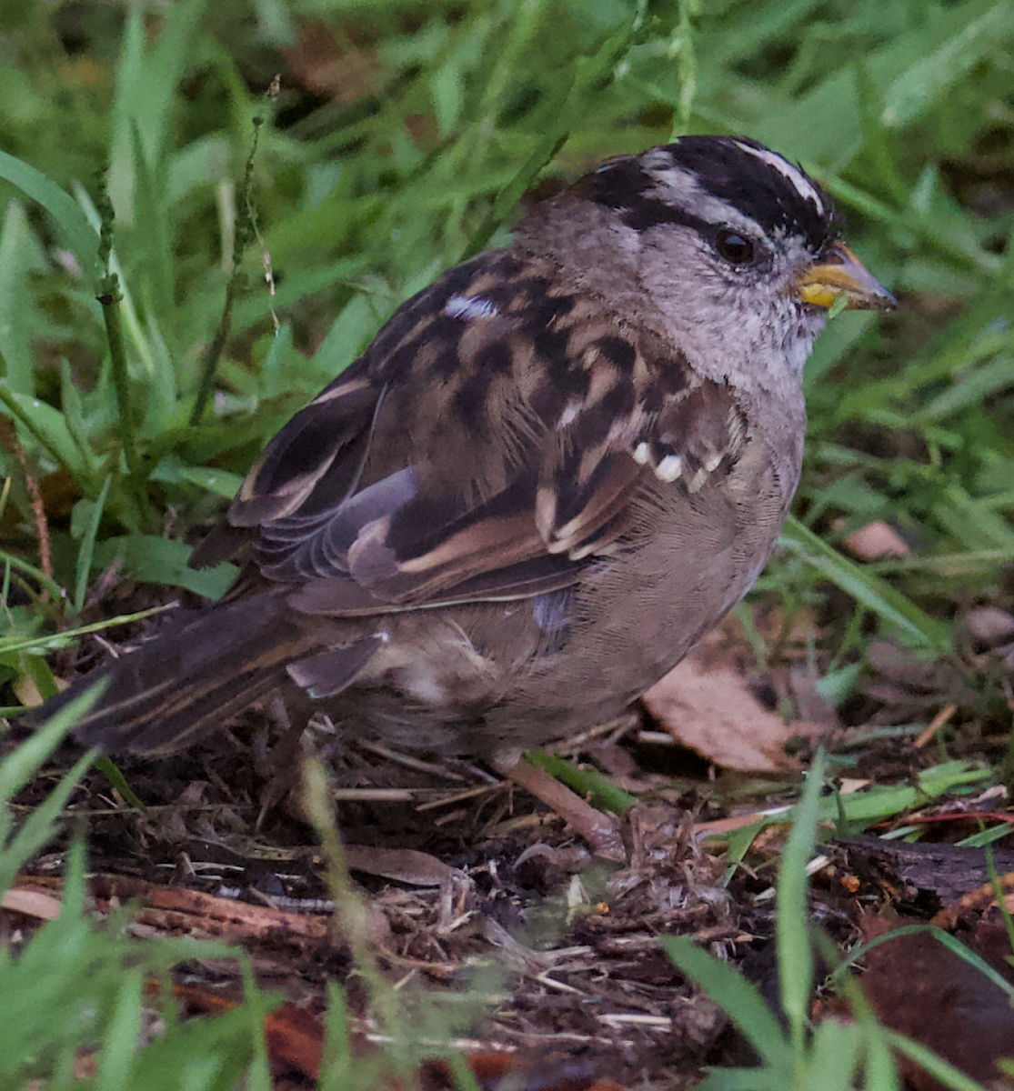 White-crowned Sparrow - ML258193701