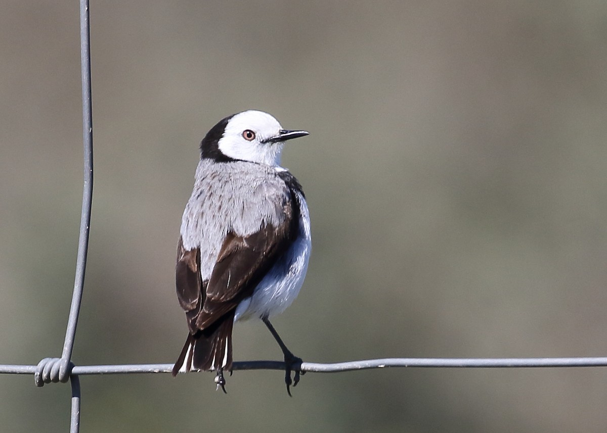 White-fronted Chat - ML258197001