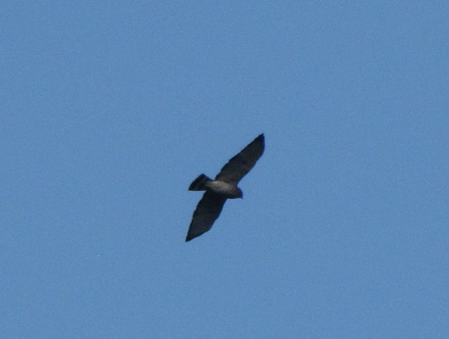 Broad-winged Hawk - ML258199911