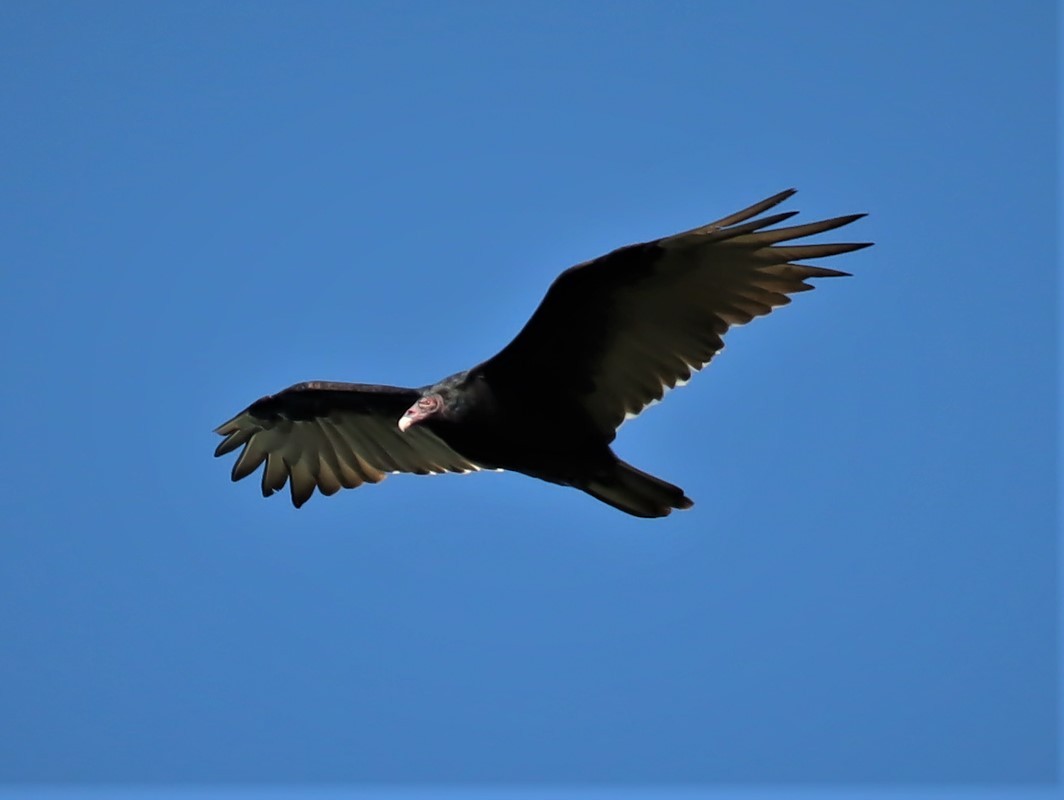 Turkey Vulture - Yves Scholten