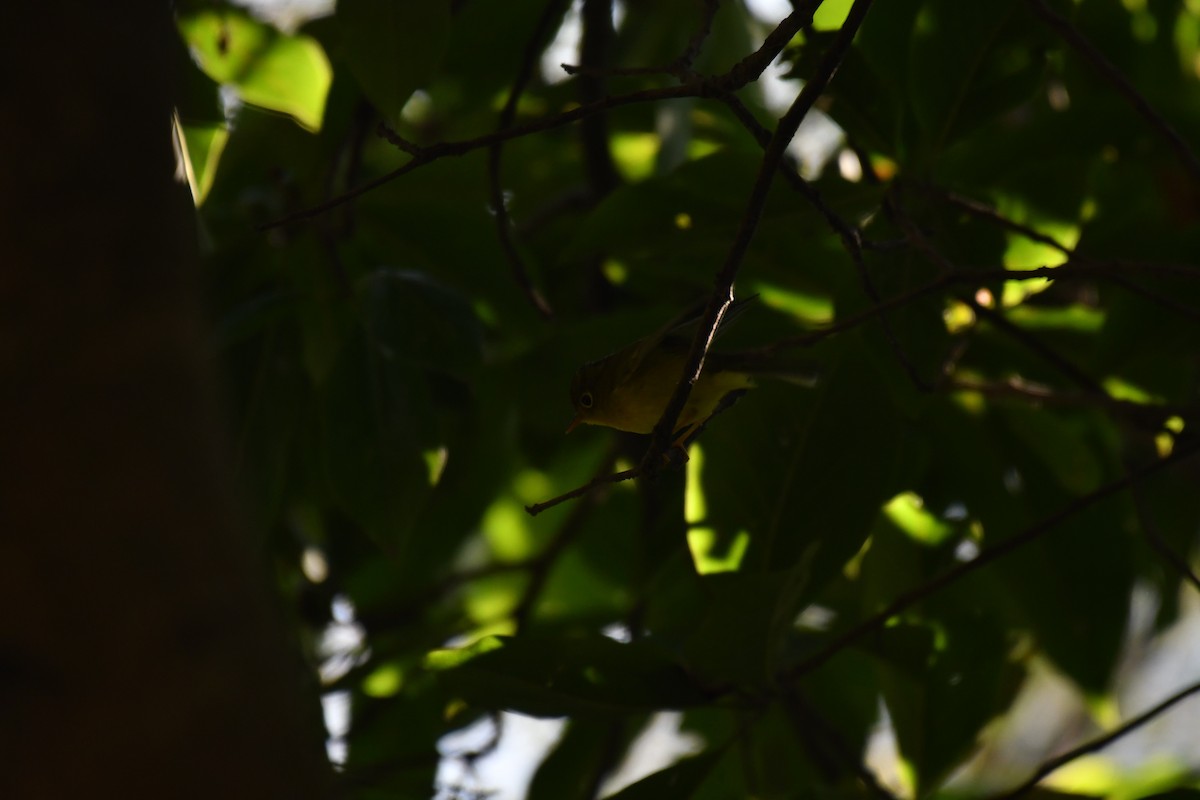 Green-crowned Warbler - Ian Hearn